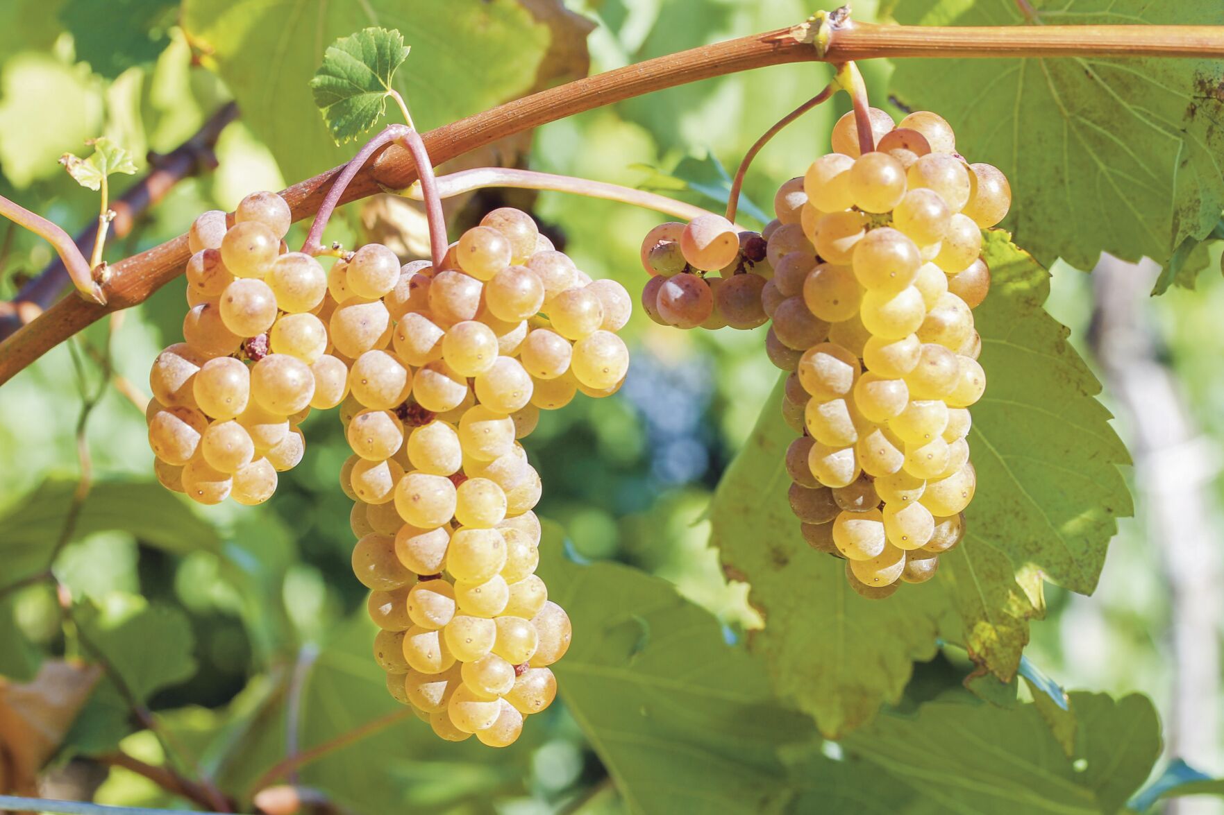 SI_Hybrid_Vignoles.jpg